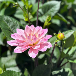 Meet your Posher, Sharon